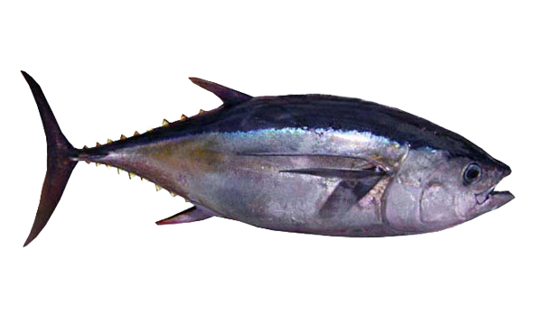 atun-bigeye-scanfisk